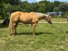 Traumhafter Quarter Horse Wallach in handlicher Größe