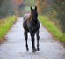 Typvolle Quarter Horse Stute in blue roan