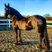 Beautiful mare 