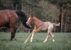 Wunderschönes Red Roan Quarter Horse Hengstfohlen mit Traumcharak