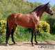 Cooler PRE Wallach - angeritten - 5 jährig - ca. 1.59 m