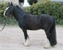Great black gelding for leisure, dressage & cross-country