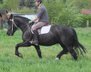 Friesian mix gelding Baks