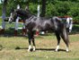 Horse for sale