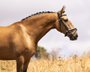 Beautiful piro free PSL gelding