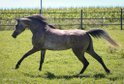 Picture-perfect mare for breeding or breaking in