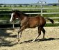 Reining gezogener Quarter Horse Hengst von Shiners Voodoo