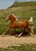 Beautiful palomino Lusitano