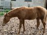 Typvoller Quarter Horse Hengst in Sonderfarbe - Prämienfohlen 