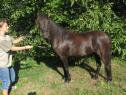 Welsh B Mare love