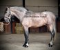 Impressive & Barock Stallion PRE