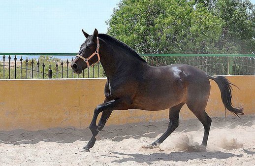 Mare Purebred Spanish (P.R.E) 