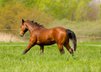 Typvoller Quarter Horse Hengst mit mega Bewegungen