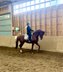 Amazing 4yo dressage prospect stallion 
