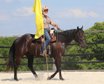 Traumhafter Quarter Horse Wallach in schwarz - Fair ausgebildet 