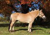 Friendly Fjord gelding seeking A lovely home