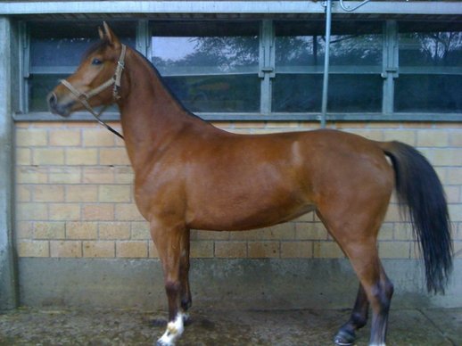 To sell Freiberg Mare