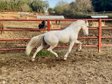 VERY AND TOP MOVEMENTS ANDALUSIAN GELDING