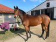 Sensible Deutsche Reitpferde-Stute sucht erfahrenes Zuhause