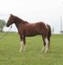 Meet Snack Pak, 7-year-old paint pony gelding
