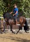 Handsome Barock PRE