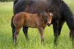 Typvolles Quarter Horse Hengstfohlen mit bester Abstammung
