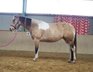 Bildhübsche, kräftige Paint Horse Stute in toller Farbe