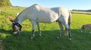 Reitpony zu verkaufen 