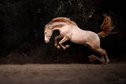 7 year old Perlino stallion - licensed - 1.62 m - ridden