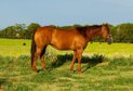 Meet my 9-Year-Old ApHC Registered Mare standing 14.3h…….