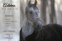 Beautiful gelding WITH VIDEO