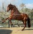 Beautiful PRE gelding with long mane