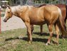 Strong, beautiful Wimpys Little Step grandson