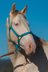 Beautiful 2023 PRE Gelding For Sale