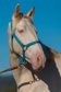 Beautiful 2023 PRE Gelding For Sale