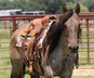 Beautiful and Smart Mare for Trail Riding