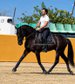 Beautiful black Spanish Horse 