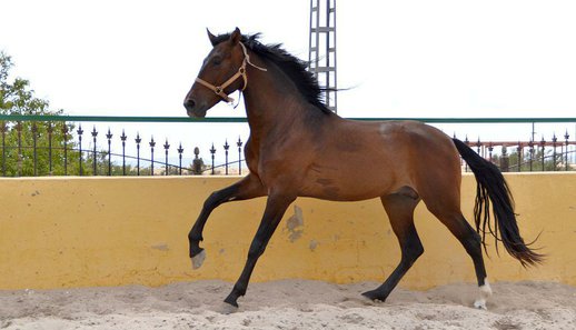  Purebred Spanish (P.R.E)   