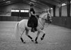 TOP Lusitano School-Master 1,62 m 