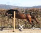 Gelding DSP
