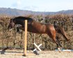 Gelding DSP