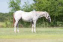13 Years Old Flashy Appaloosa Gelding  