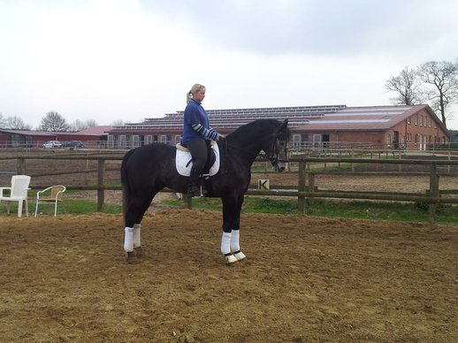 Chic riding horse Wallachen to sell!