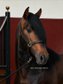 Wonderful and beautiful stallion 