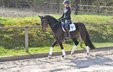 Extremely rideable mare with chick and charm