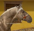 Beautiful and Handsome dark palomino