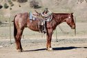 5-years old amazing red roan gelding!!!