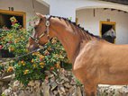 Piro-free Lusitano gelding: soft, safe & dressage-ready