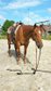 Verlässlicher Quarter Horse Wallach - Ein echter Freund 