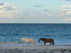 Horse Breed Abaco Wild Horse